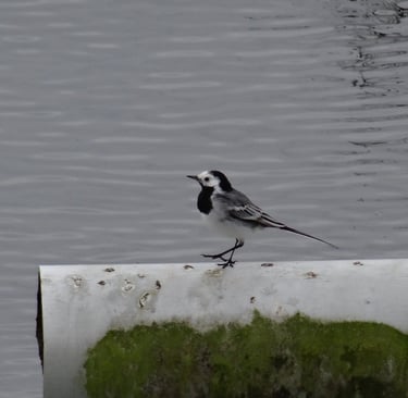 Bergeronnette grise sur une station de lagunage