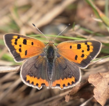 Cuivré commun dans le cadre d'une étude d'impact