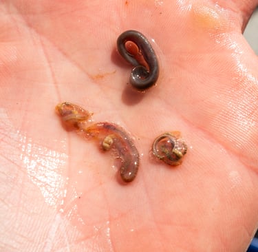 February Fishing Reports, What the Fish are Eating?