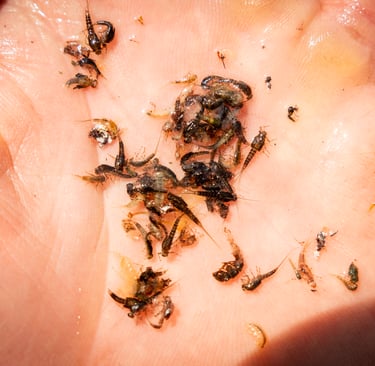 the best flies for spring time fishing the South Holston and Watauga Rivers