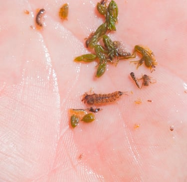 Scuds, Sowbugs, and Midges. South Holston River Stomach Sample