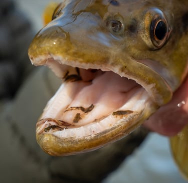 South Holston River in February Fishing Report. What the browns are eating.