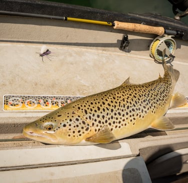 Dry Dropper Fly Fishing for Big Brown Trout Techniques