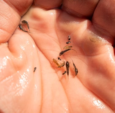 BWO nymphs from the Watauga River March 2025 Fly Fishing