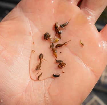 June Hatch Chart: South Holston and Watauga River, Sulfur nymphs