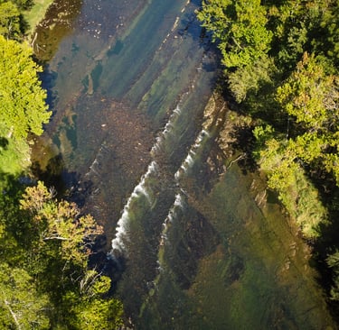 Best Flies for South Holston River 