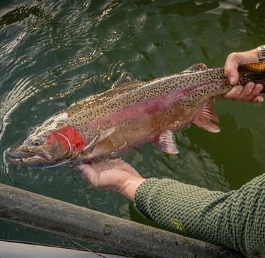 East Tennessee Rainbow Trout