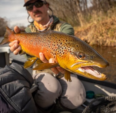 Brown trout with fall colors