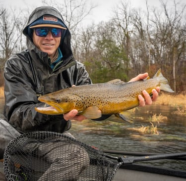 Wild Brown Trout in Tennessee