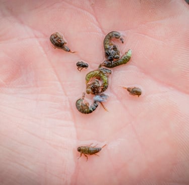 Stomach Sample from a Watauga River Rainbow Trout