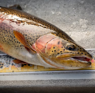 Wild rainbow trout on the Watauga River
