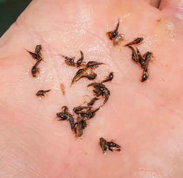 Blue Winged Olive Nymphs on the South Holston River