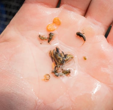 South Holston River stomach sample