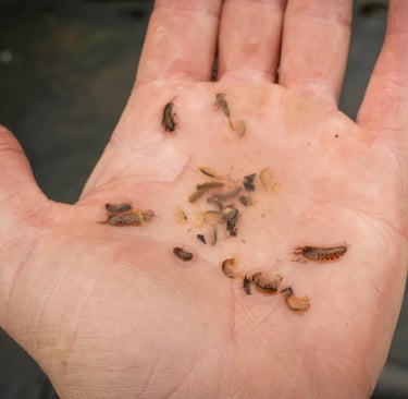Stomach Sample, Scuds, Sulfur nymphs, and Sow Bugs