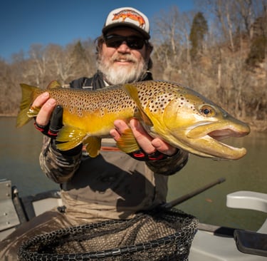 Big brown trout caught while streamer fishing Watauga River 