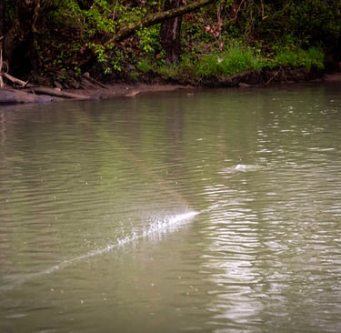 Dry Fly Fishing in Tennessee 