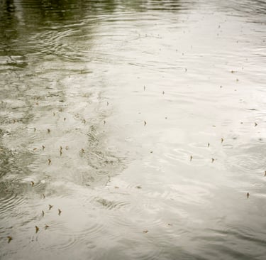 Sulfur Hatch on the Watauga river 