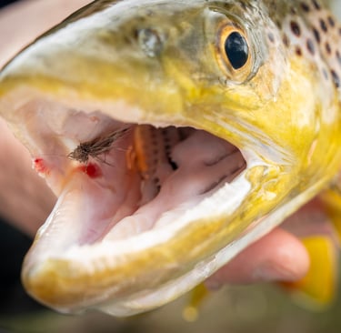 Black Caddis Hatch on the Watauga river