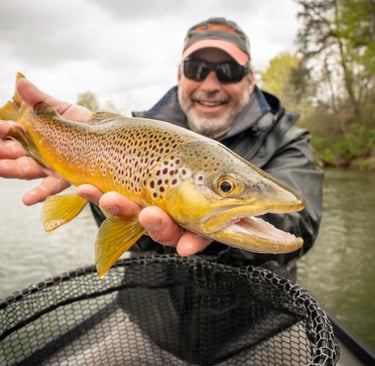 Big Brown Trout on Dry Flies