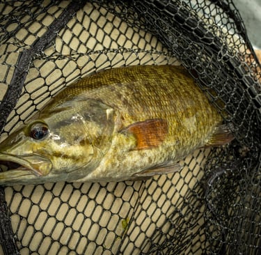 May Smallmouth Fishing
