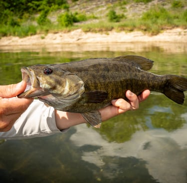Holston River Small Mouth Fishing in Tennessee