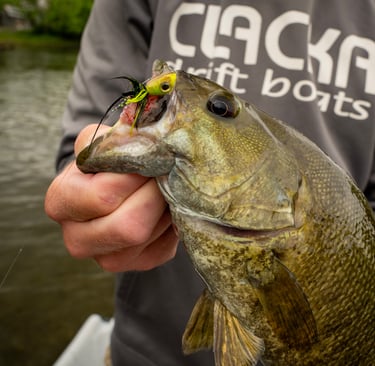 Popper fly fishing for smallies