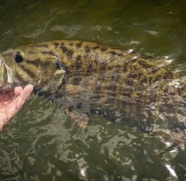 Big Tennessee Small Mouth Bass