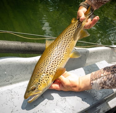July 2025 Fly Fishing Report
