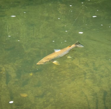 Light tippet plus small flies equals big browns on the South Holston!