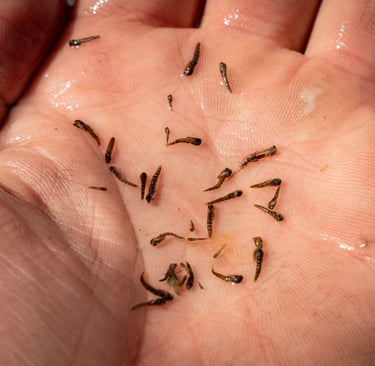 Midges are a part of every trouts diet on the South Holston and Watauga River