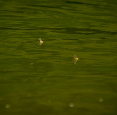 July Sulfurs on the South Holston River