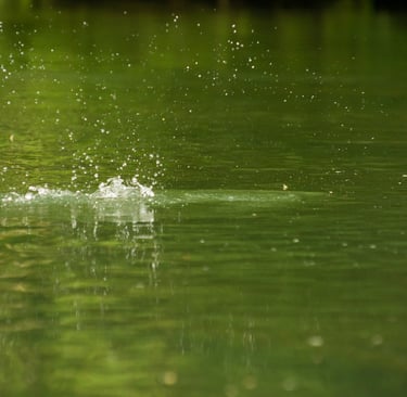 Brown trout crushing dry flies on the South Holston