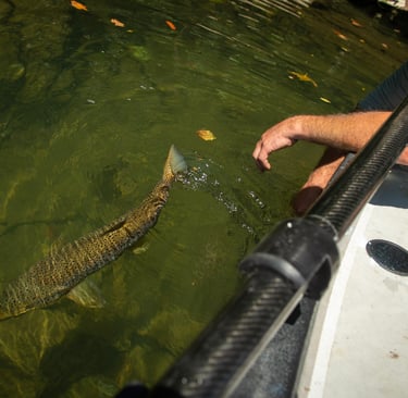 Releasing big brown trout after a fight.