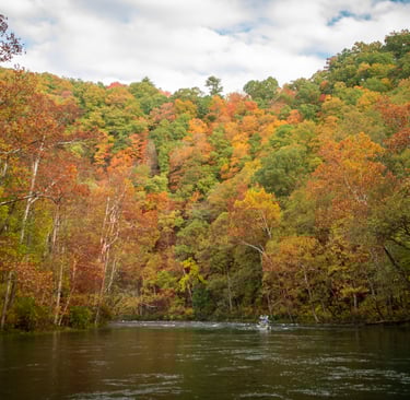 Fall leaves on the Watauga River.