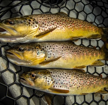 The South Holston River is full of wild brown trout.