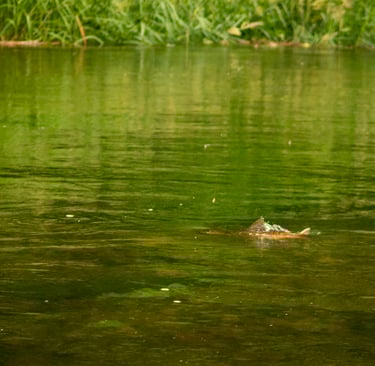 Brown trout rising to sulfur's on the South Holston River.