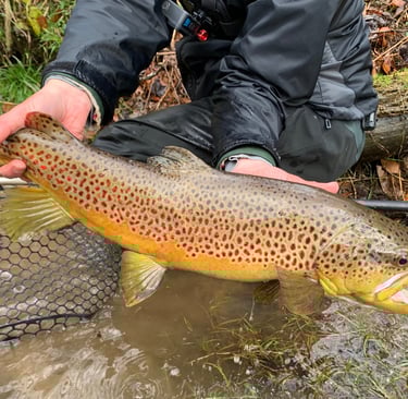 Hardman Fishing Adventure's 25" Tennessee Brown South Holston River