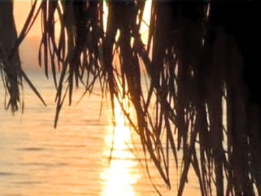 Alba tra le foglie delle palme e il mare nella stella beduina dell'Egitto