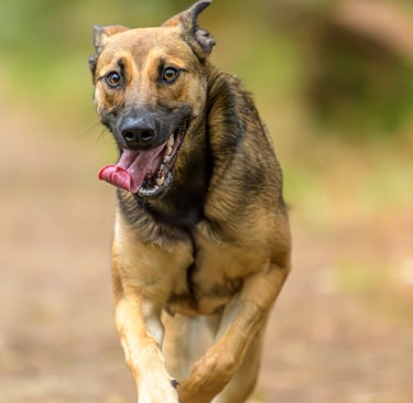 Malinois en pleine course