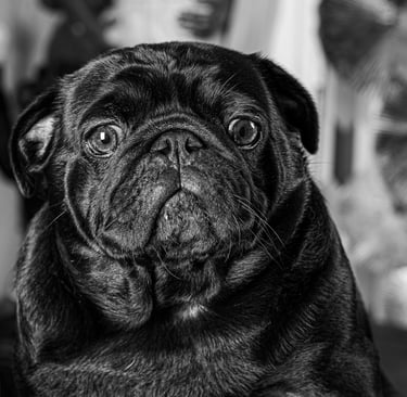 carlin interrogateur