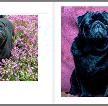 livre de souvenir avec animal de compagnie