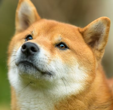 Shiba inu regard intense
