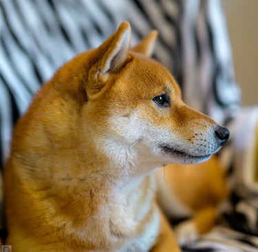 Shiba inu pensif