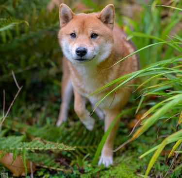 Shiba inu intrigué