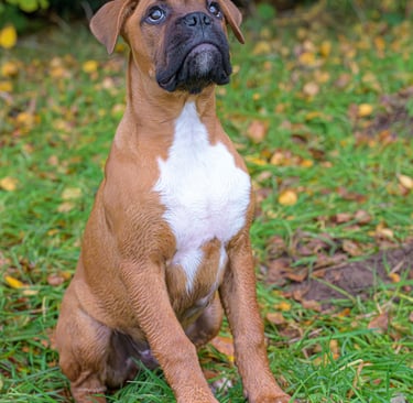 bulledog attendant l'ordre