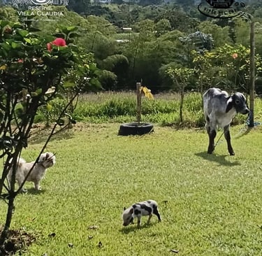 sitios para visitar en pereira