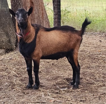 Large Oberhasli buck standing square under a tree looking alert at camera
