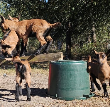 Oberhasli goat kids playing balance games