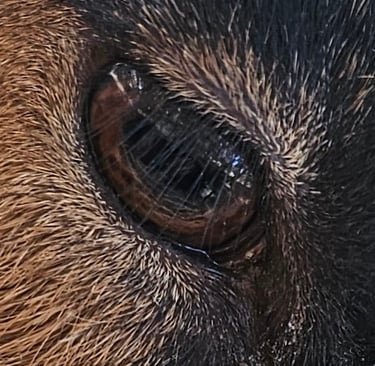 Oberhasli goat eye up close