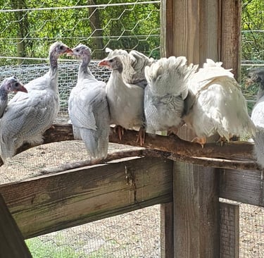 Small flock of juvenile white and lavender guinea fowl perched together in coop